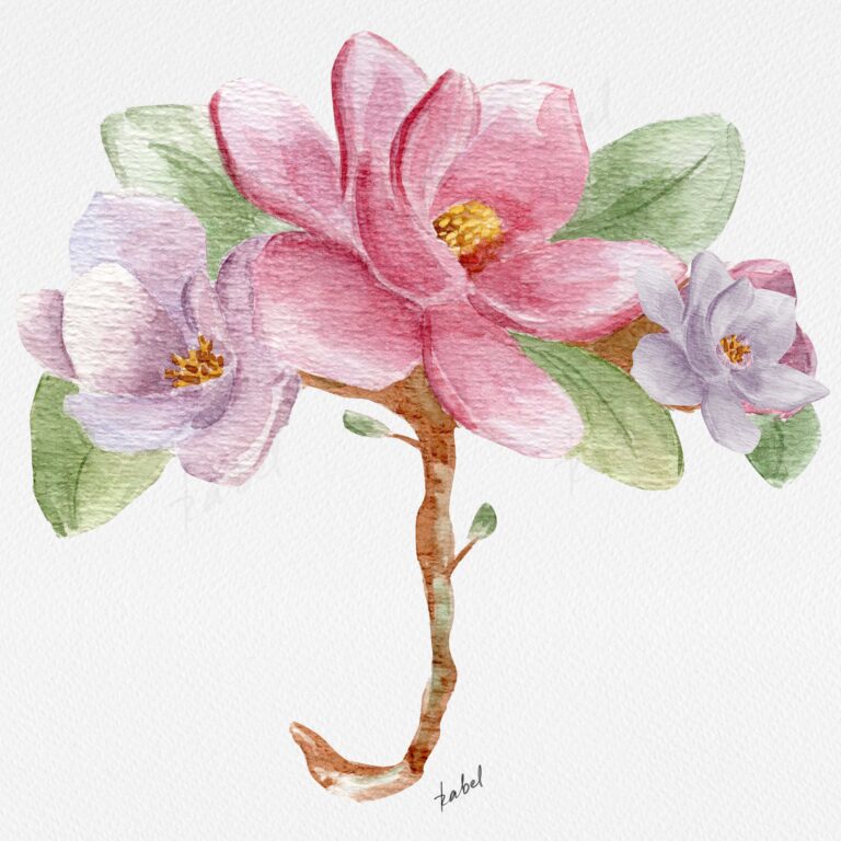 magnolia flower watercolor illustrations
